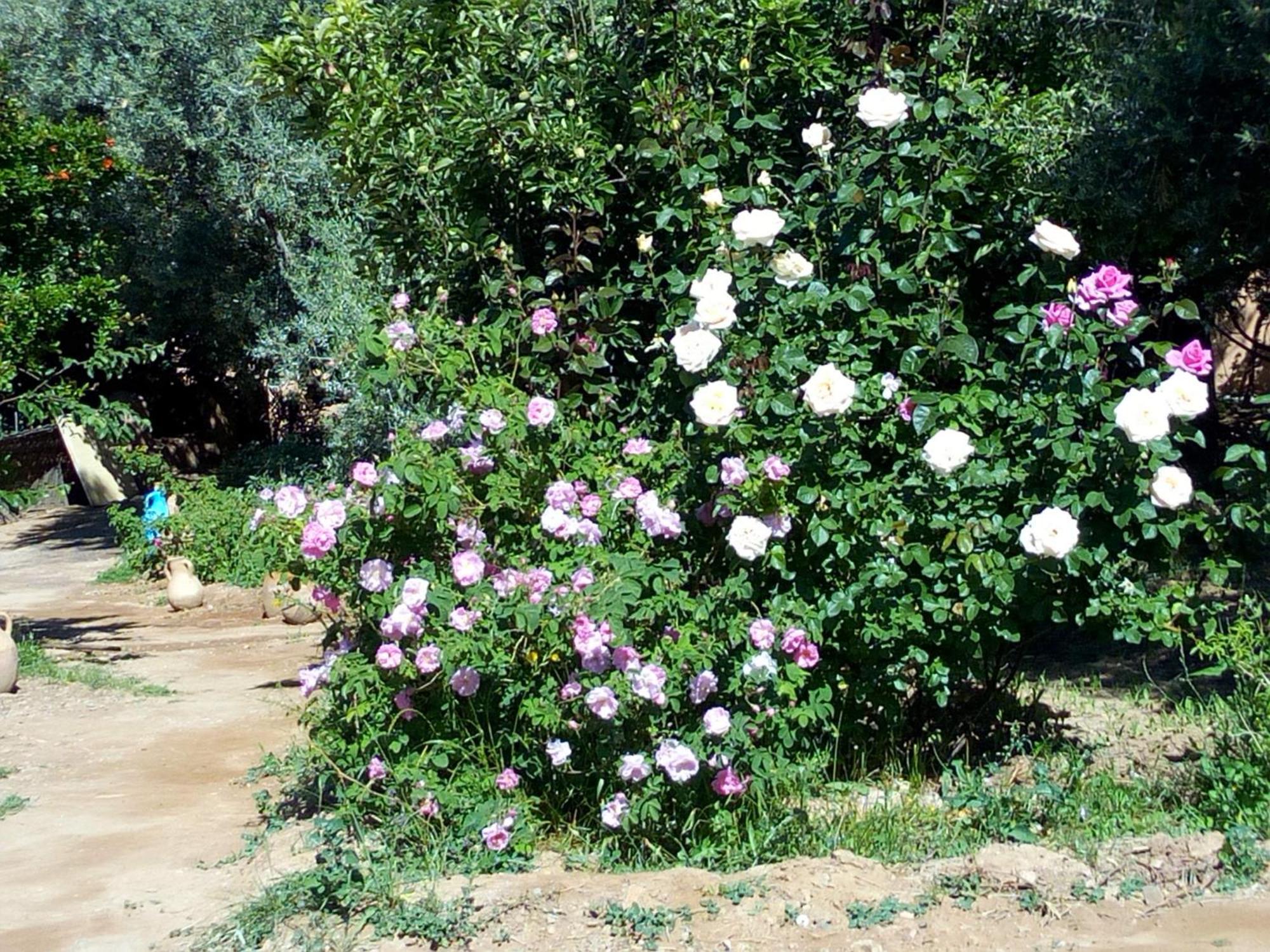 Ecolodge Miss Rose Chez La Famille Boumalne Dades Bagian luar foto
